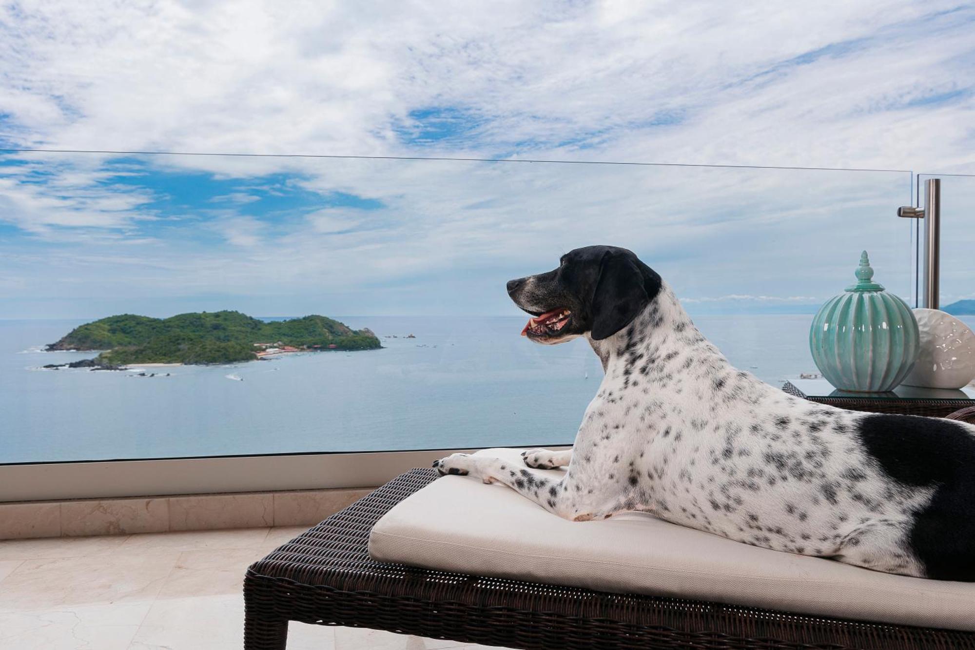 Azul Ixtapa Grand All Inclusive Suites - Spa & Convention Center Exterior foto A dog at the Four Seasons Resort